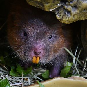 Lesser Bamboo Rat (Cannomys badius)
