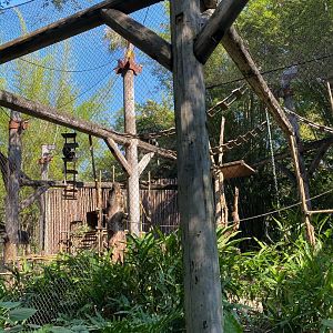 Angolan Colobus Exhibit