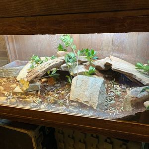 Angolan Python Terrarium