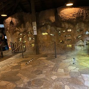 Naked Mole Rat Tunnels