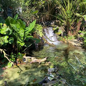 View of Gorilla Falls Aviary