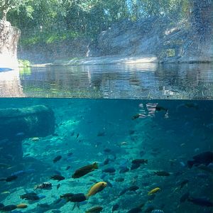 Hippo pool near aviary