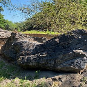Meerkat Exhibit (with zebras in background)