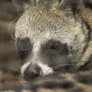 African Civet