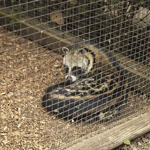 African Civet