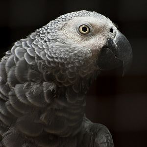 African Grey parrot
