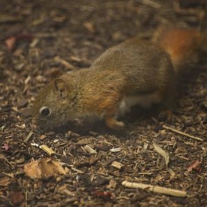 American Red Squirrel