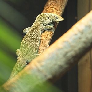 Biak Tree Monitor