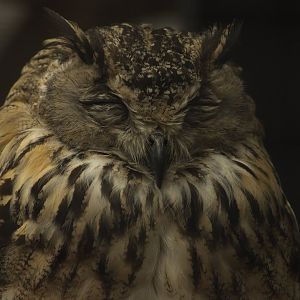 Bengal Eagle Owl