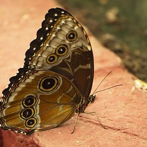 Blue Morpho Butterfly