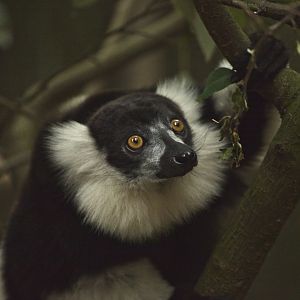 Black and White Ruffed Lemur