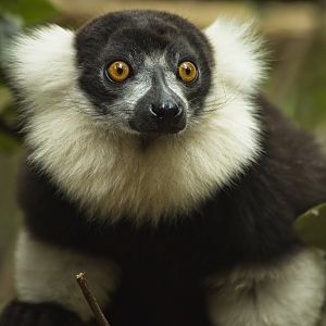 Black and White Ruffed Lemur