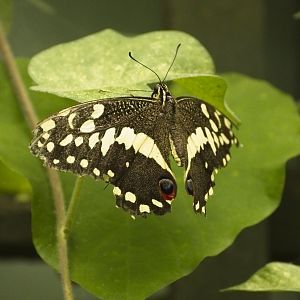 Citrus Swallowtail