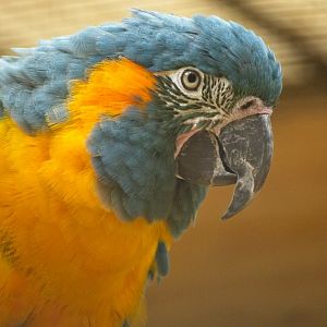 Blue Throated Macaw