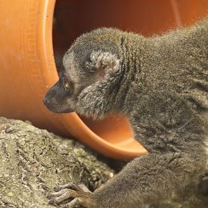 Brown Lemur