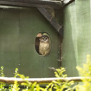 Brown Wood Owl