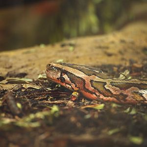 Burmese Python