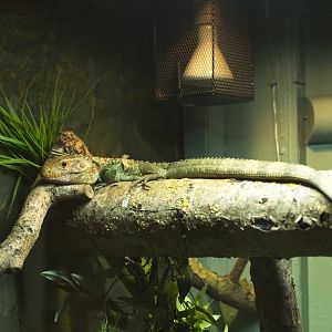 Caiman Lizard