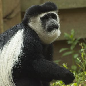Black and White Colobus