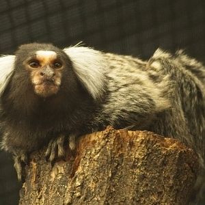 Common Marmoset