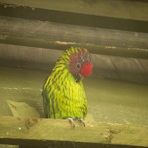 Gouldies Lorikeet