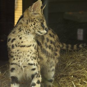 Serval