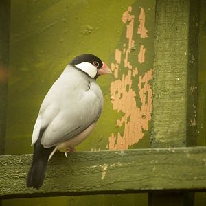 Java Sparrow