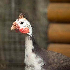 Helmeted Guinea Fowl