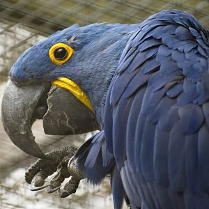 Hyacinth Macaw