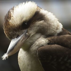 Kookaburra
