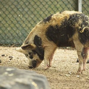 Kune-Kune Pig