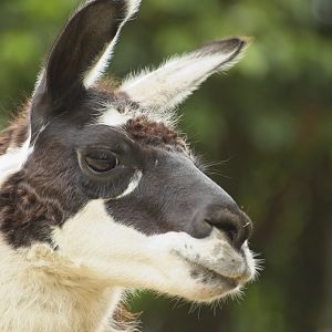 Llama