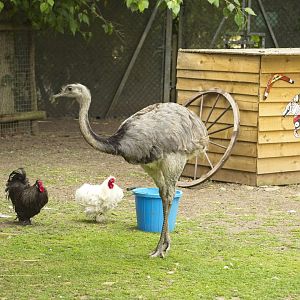 Rhea and chickens in Wallaby walkthrough.