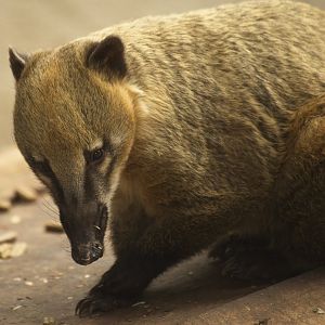 Ring-tailed Coati