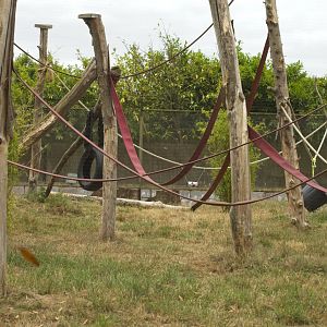 Ring-Tailed Lemur enclosure