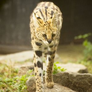 Serval