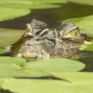Spectacled caiman