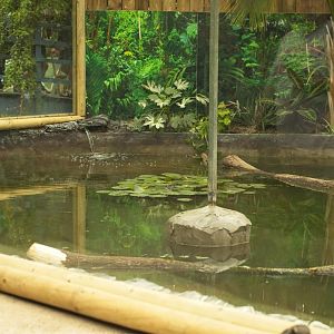 Spectacled Caiman pool