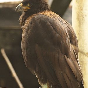 Striated caracara