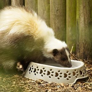 Striped Skunk (Leucistic?)