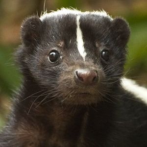 Striped Skunk