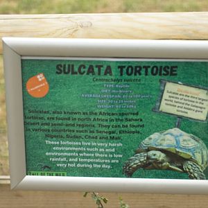 Sulcata sign but not seen?