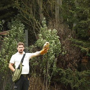 Barn Owl training