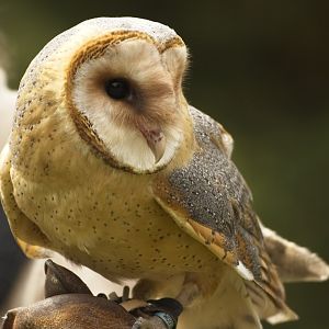 Barn Owl