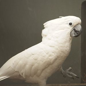 Umbrella Cockatoo