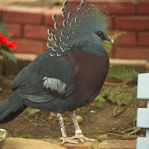 Victoria crowned Pigeon