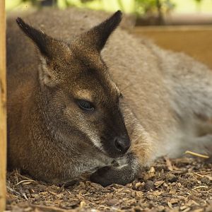 Wallaby (Bennetts possibly?)