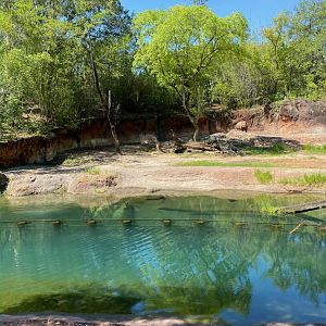 Kilimanjaro Safaris- Black Rhinoceros Exhibit