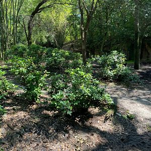 Kilimanjaro Safaris- Little Ituri Forest Exhibit
