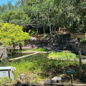 Kilimanjaro Safaris- Nile Crocodile Exhibit